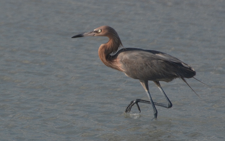 heron in water 